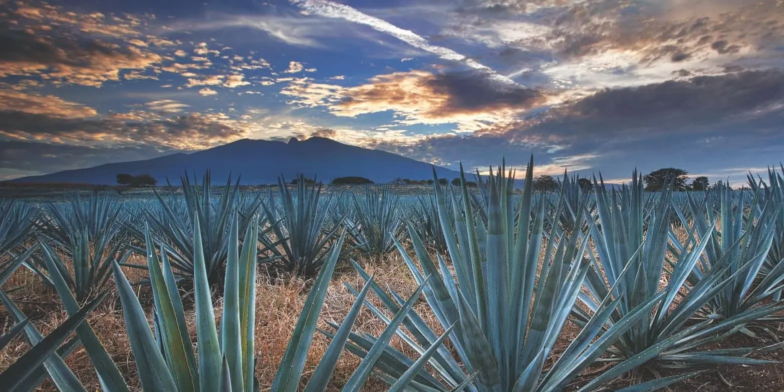 DÍA 05		GUADALAJARA - RECORRIDO EN TREN JOSÉ CUERVO EXPRESS (SÓLO OPERA SÁBADOS)