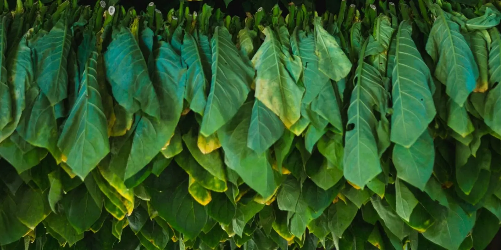 Giorno 03:  CIENFUEGOS- TRINIDAD