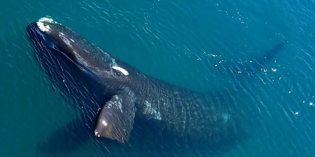 Day 13: Valdés Peninsula and Southern Right Whale Watching