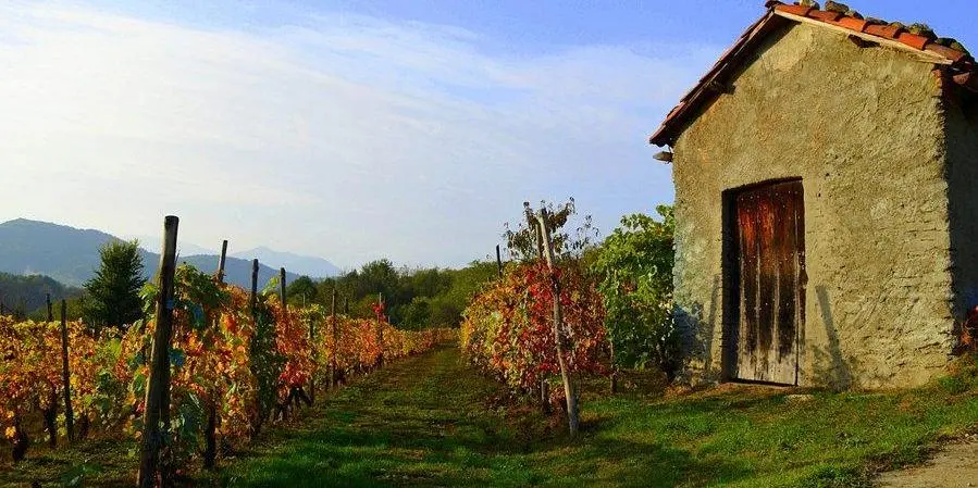 Day 2: visits to the vineyards of the lower Susa valley