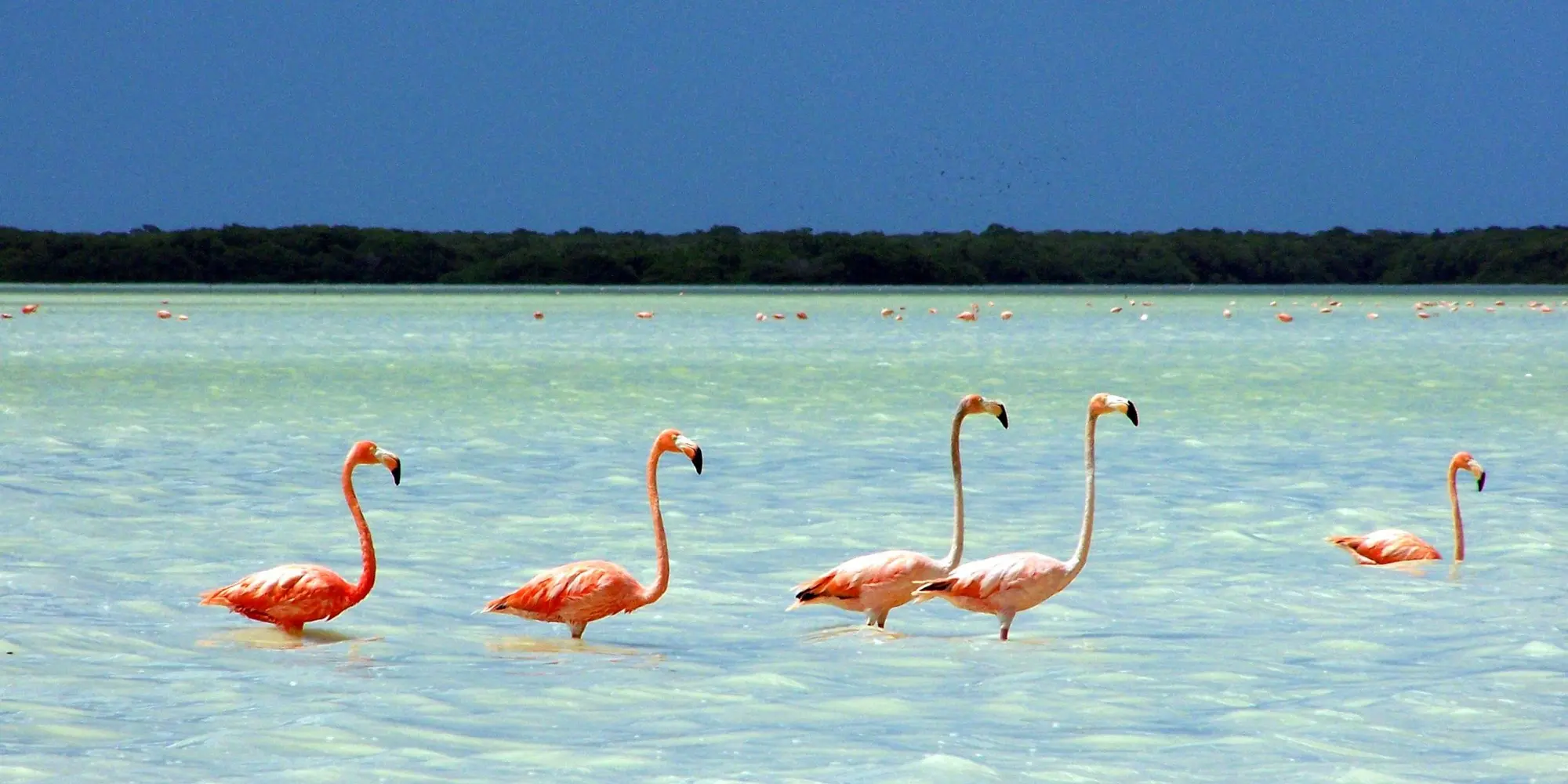 Ria Celestún Biosphere Reserve.