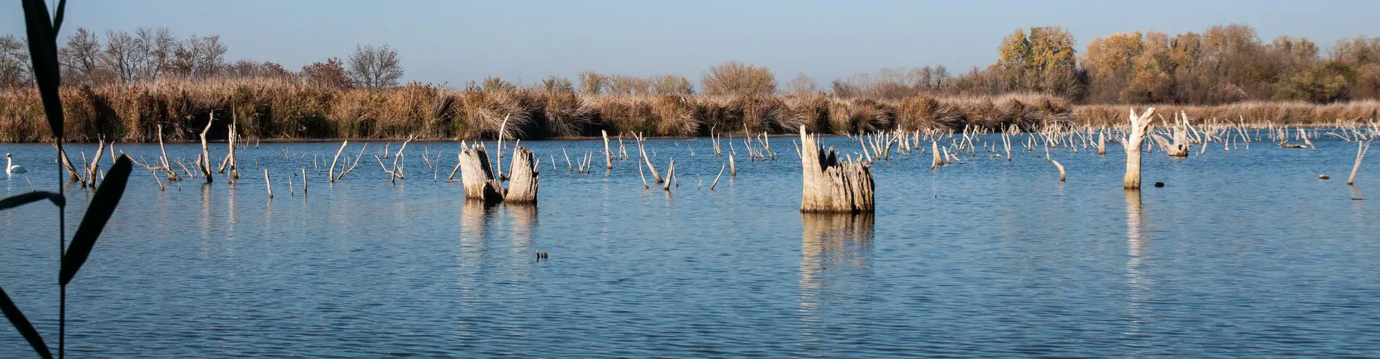 Backa Topola, Serbie