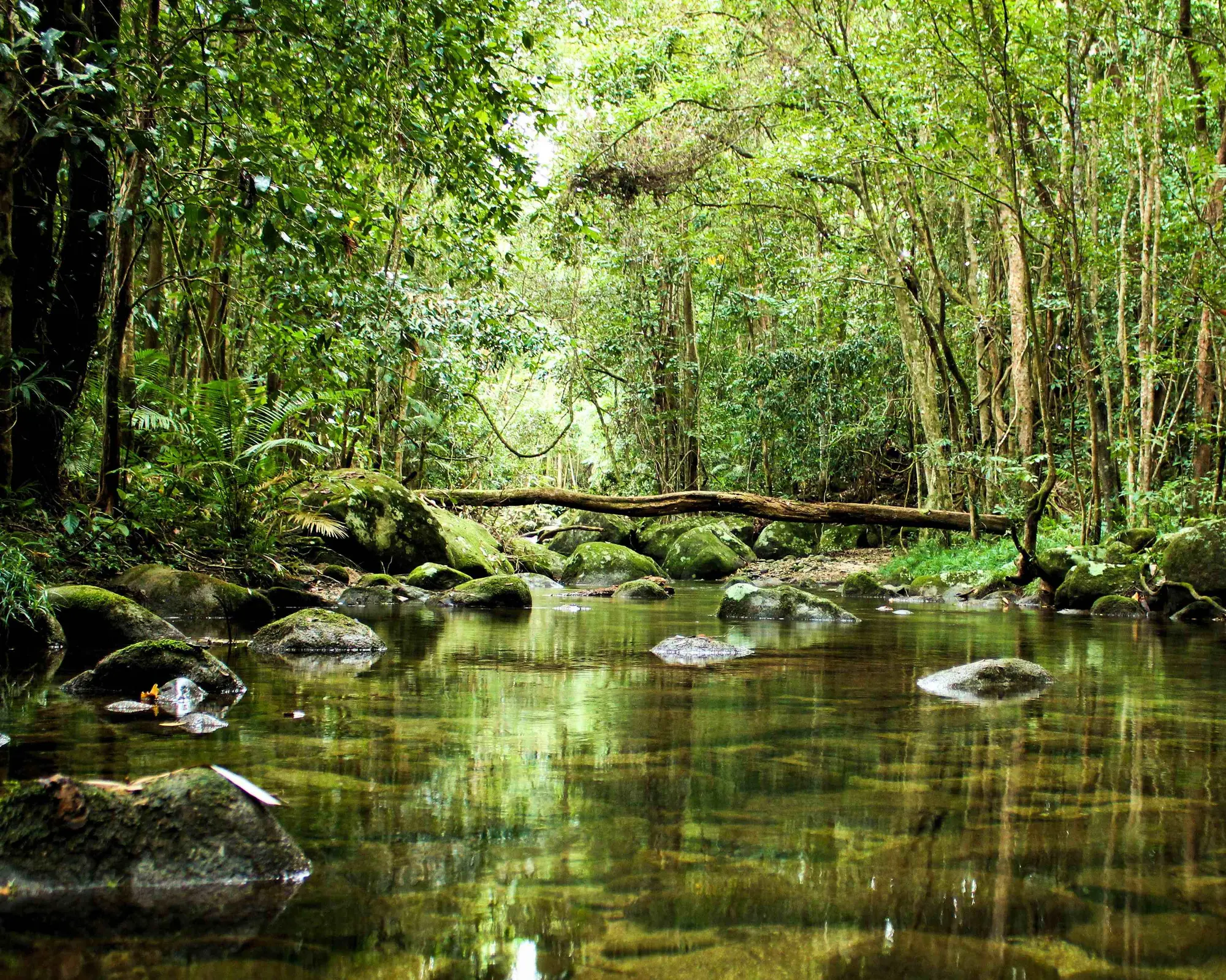 Daintree National Park, Austrália