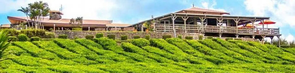 Bois Cheri, Mauritius