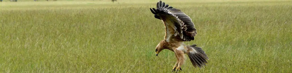 Seronera (Serengeti), Τανζανία