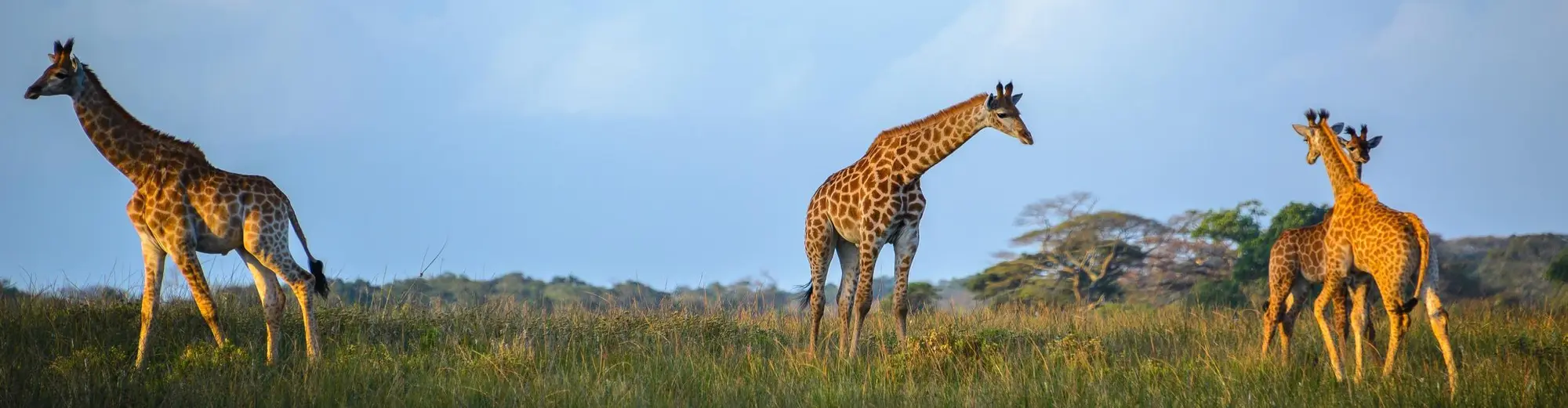 Santa Llúcia, Sud-àfrica