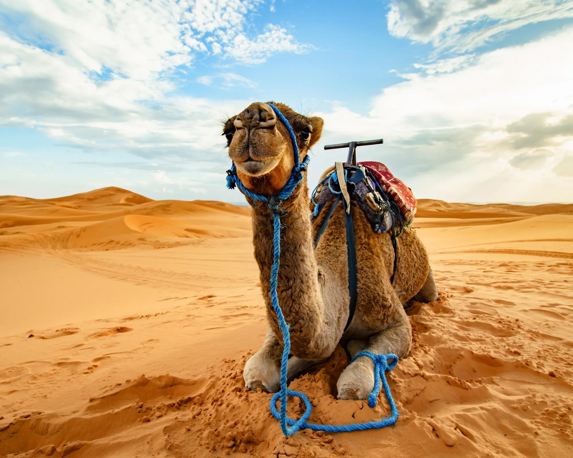 Buraydah, Saudi Arabia