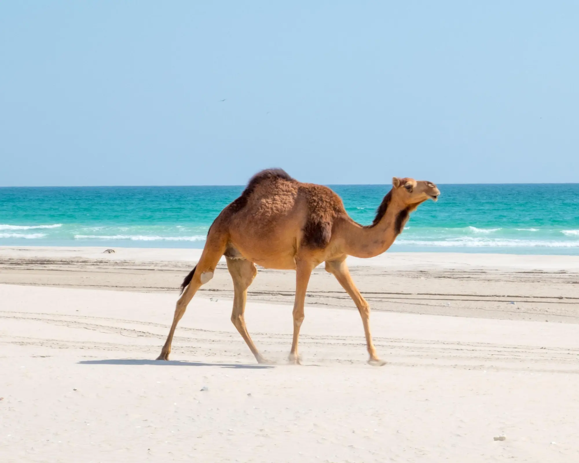 Elephant Trainer, Oman