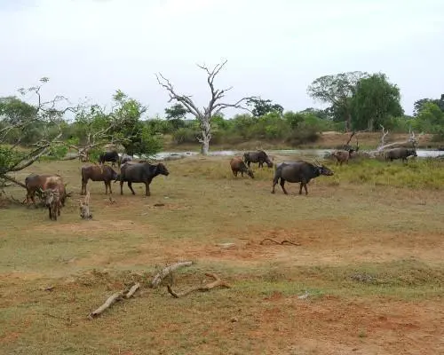 Yala National Park, 斯里兰卡
