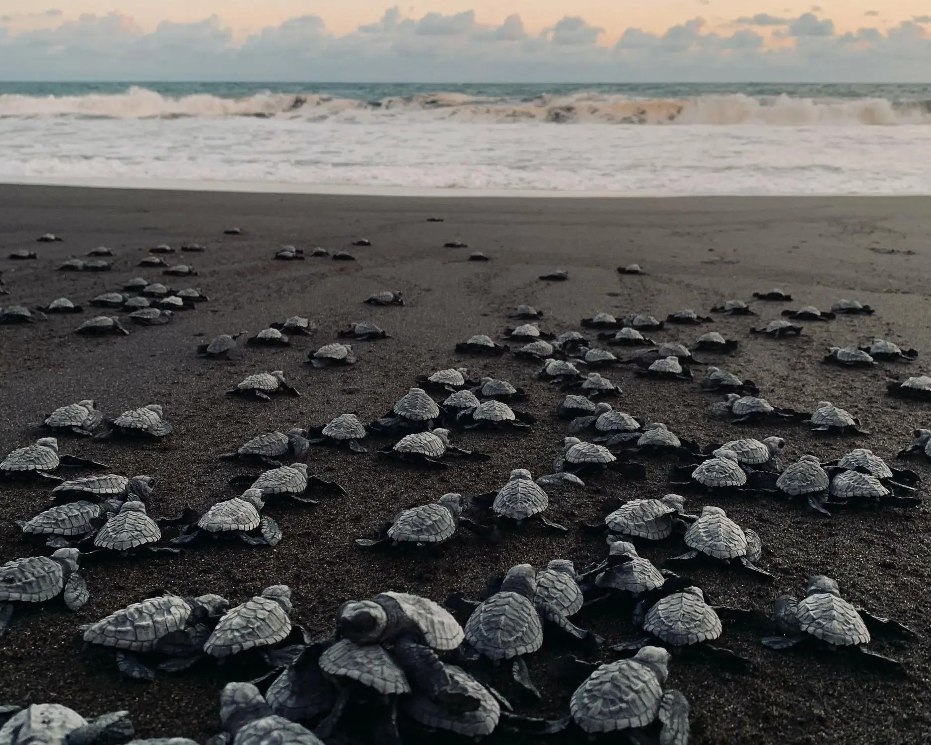 Monterrico, Guatemala