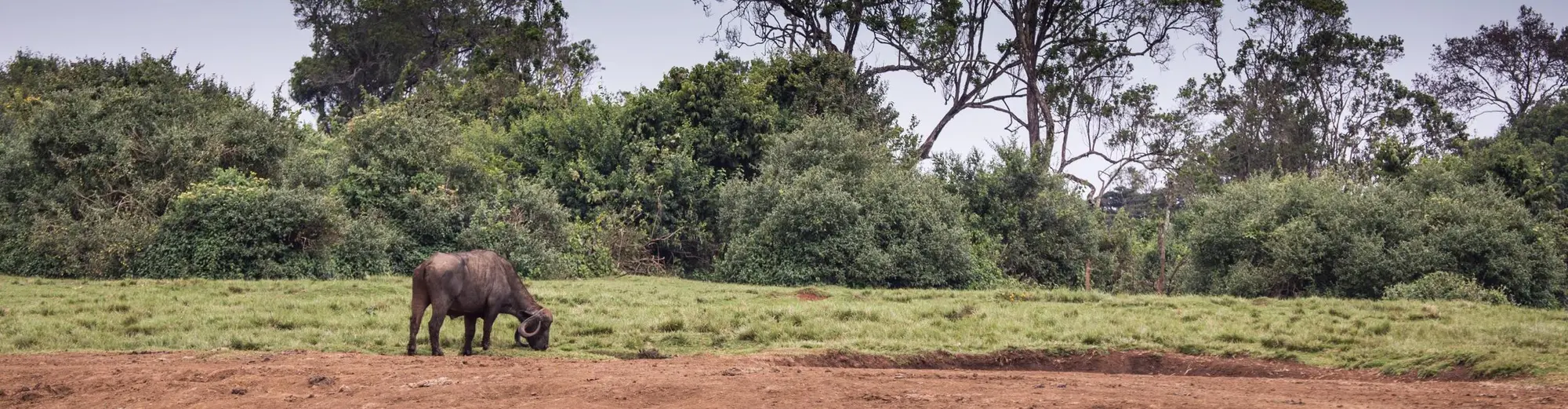 Εθνικό Πάρκο Aberdare, Κενύα