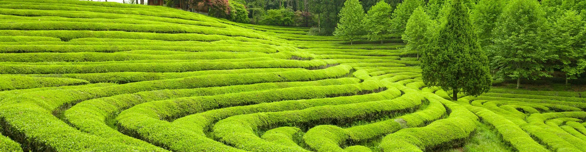 Boseong-gun, Sydkorea