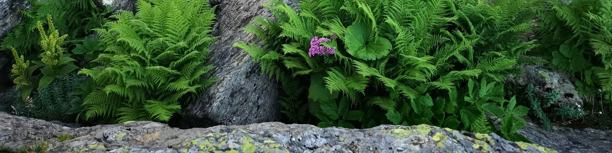 Serralunga d'Alba, איטליה