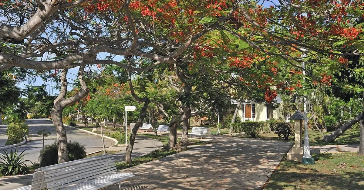 Sol Palmeras, General view