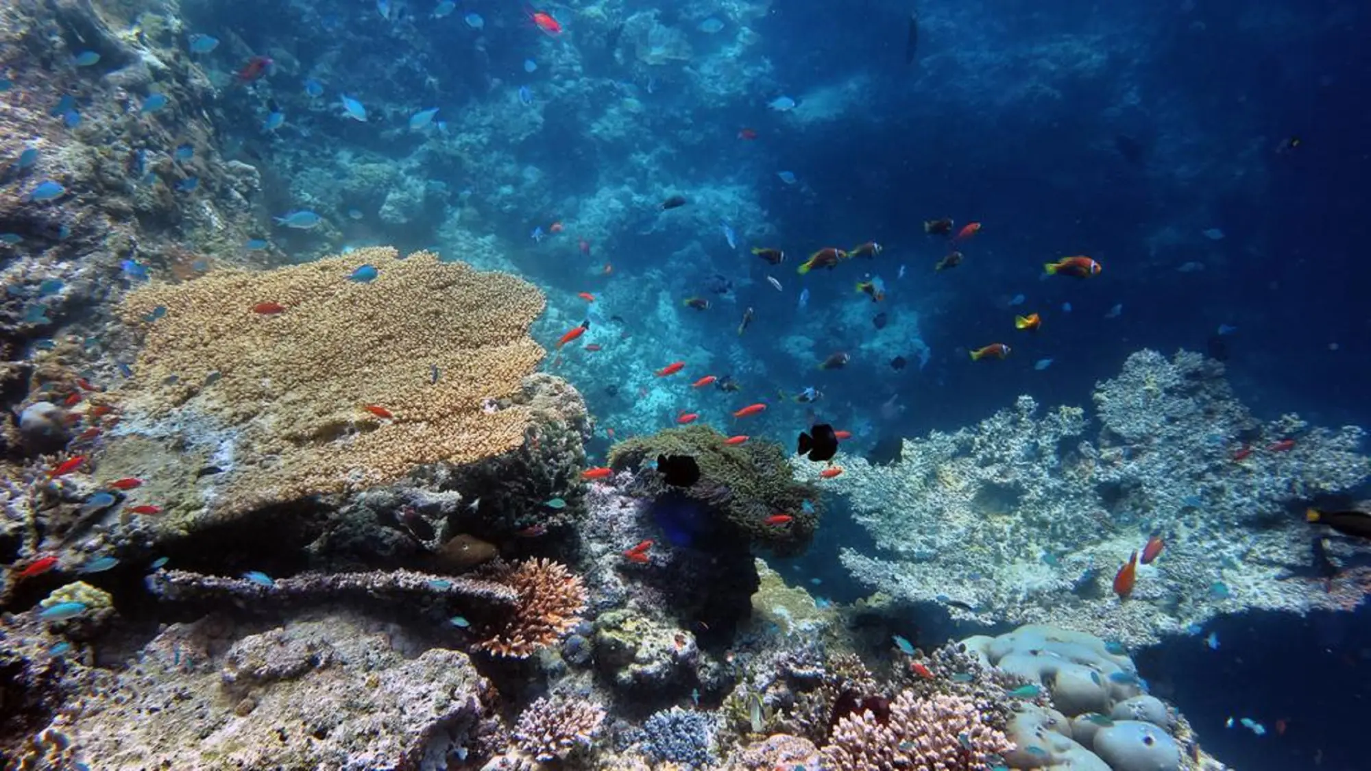 Stingray Beach Inn at Maafushi, Sports and Entertainment