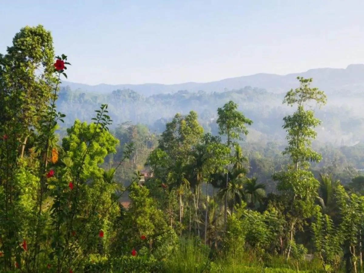 Leopards and Endemic Birds of Sri Lanka