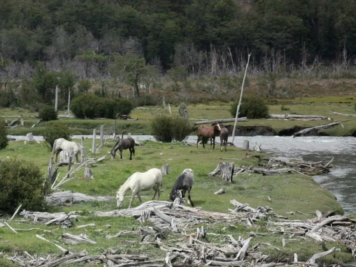 5-Day Ushuaia Penguin Season Tour (from October to March)