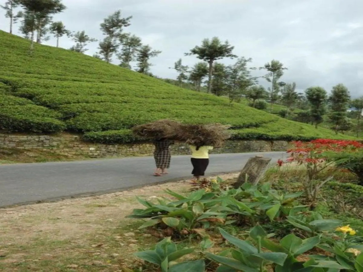 All in One Sri Lanka
