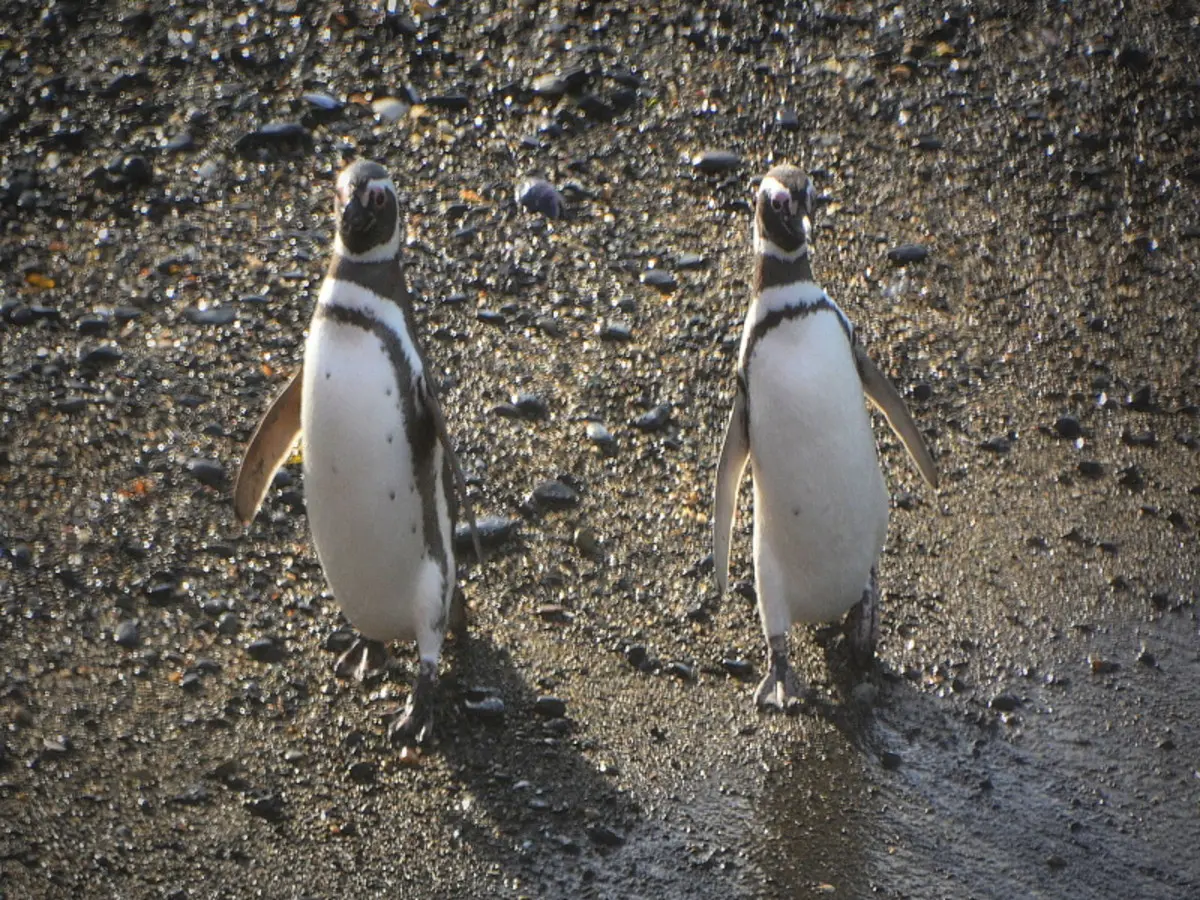 5-Day Ushuaia Penguin Season Tour (from October to March)