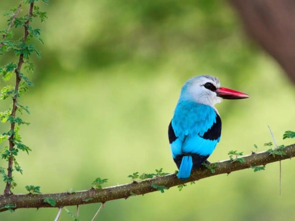 Simba Safari, Serena Lodges - Private Tour