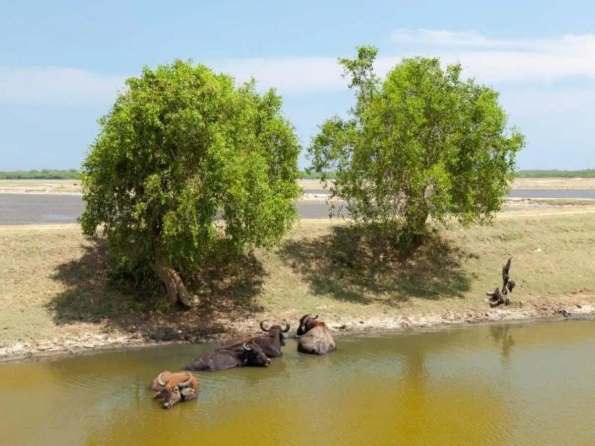Sri Lanka, La Isla Encantada, guía español