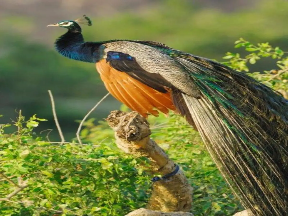 Leopards and Endemic Birds of Sri Lanka