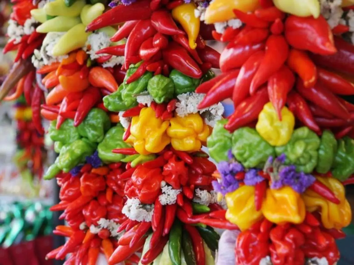 Chiapas Experience
