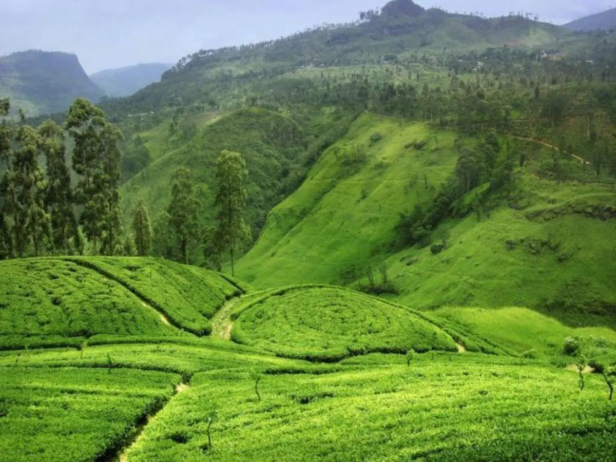 All in One Sri Lanka