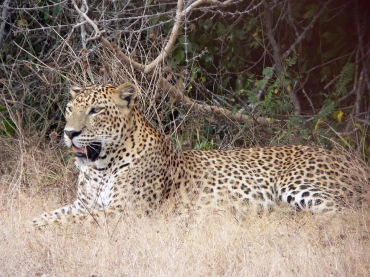 Leopards and Endemic Birds of Sri Lanka