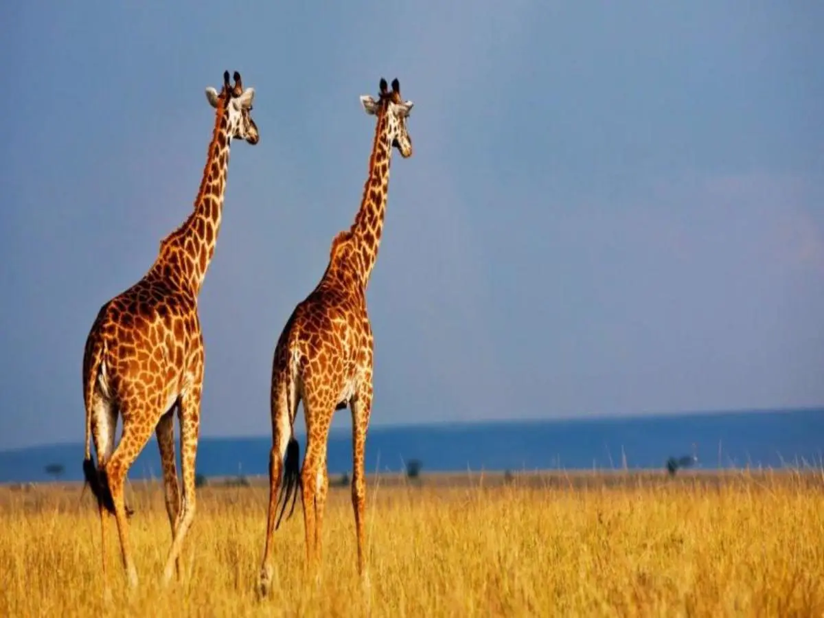 Lo más destacado de Kenia