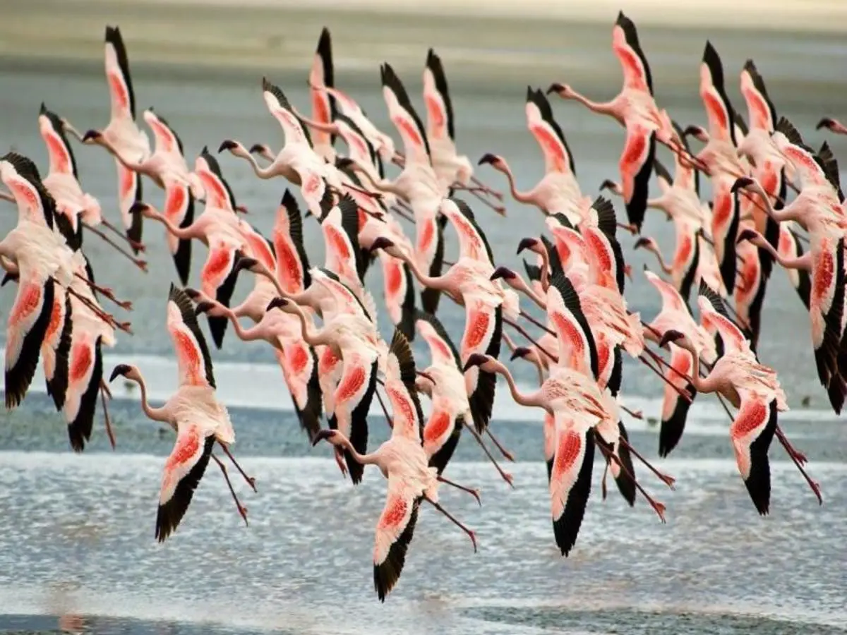Simba Safari, Serena Lodges — Privattour