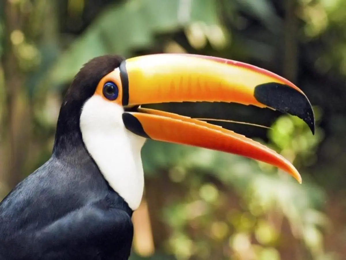 Lo mejor de Costa Rica, Conducción por cuenta propia