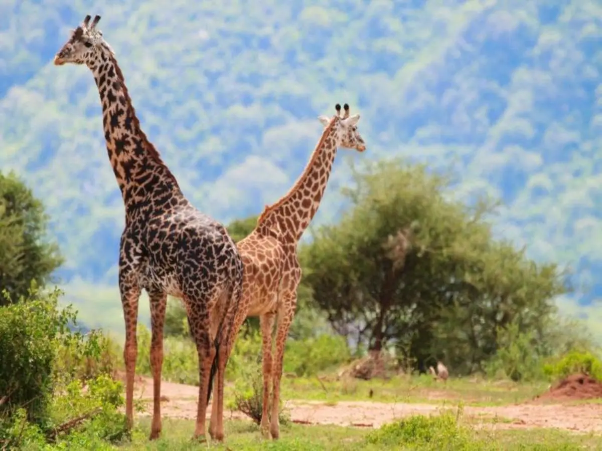 Simba Safari, Serena Lodges — Privattour