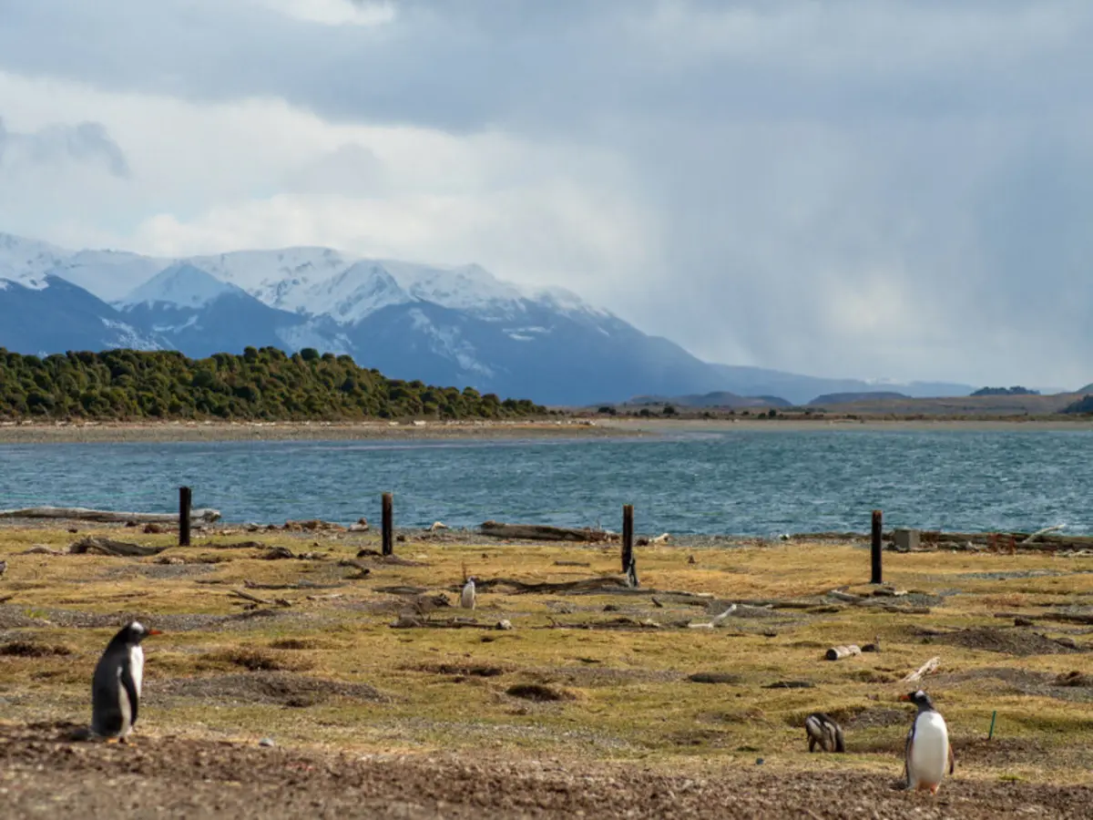5-Day Ushuaia Penguin Season Tour (from October to March)