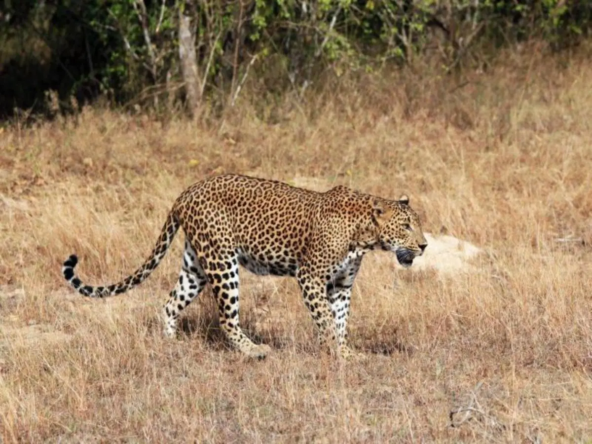 Leopards and Endemic Birds of Sri Lanka