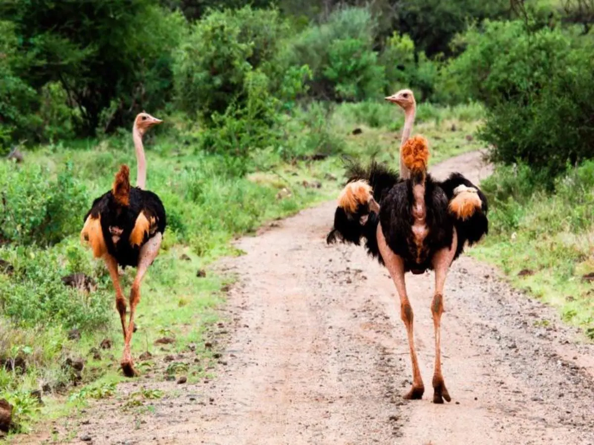Kilimanjaro to Mombasa, Private Tour
