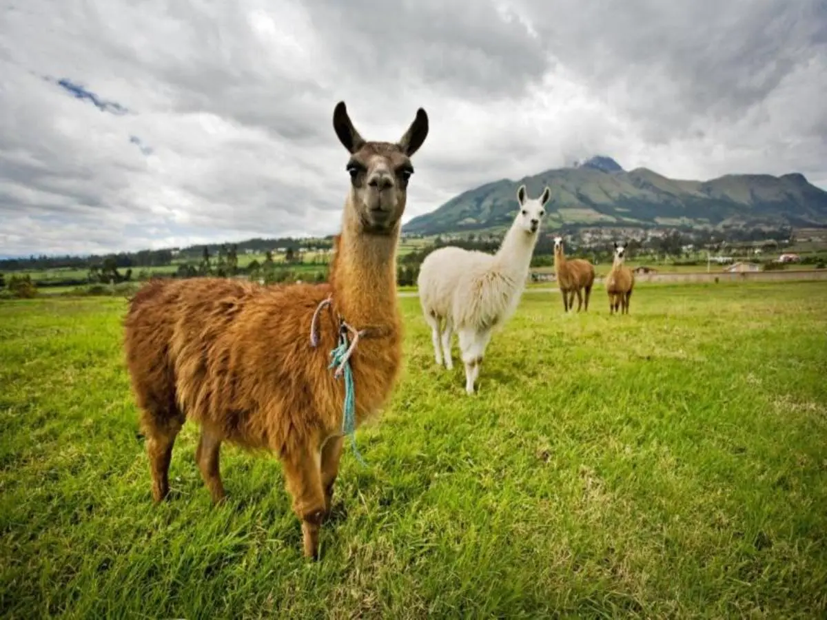 Cajamarca, sincretismo colonial - Tour privado