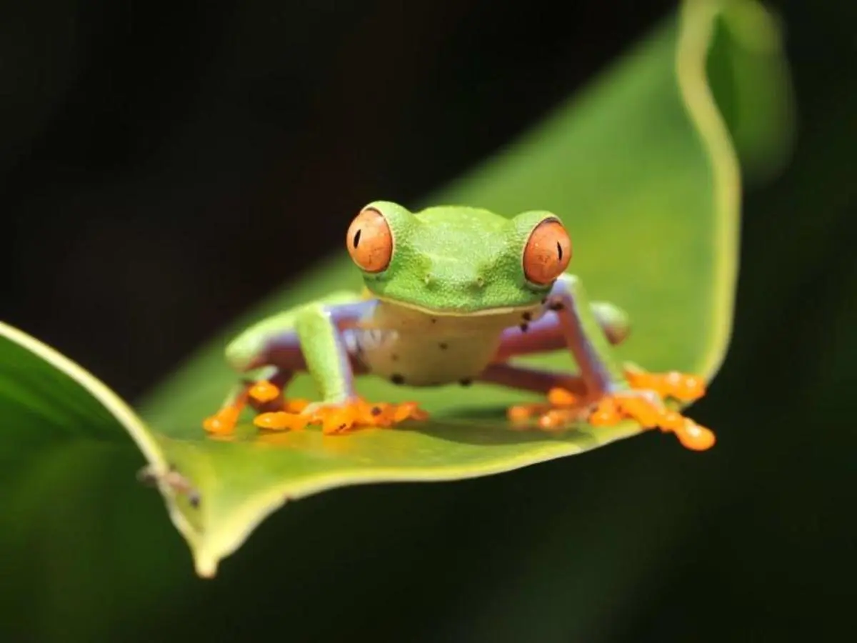 Into the Wild: A Costa Rican Escape, Self-drive
