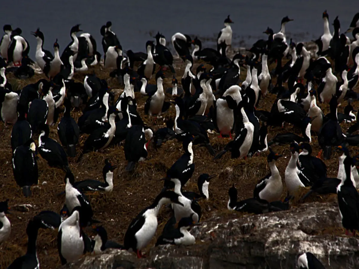 5-Day Ushuaia Penguin Season Tour (from October to March)