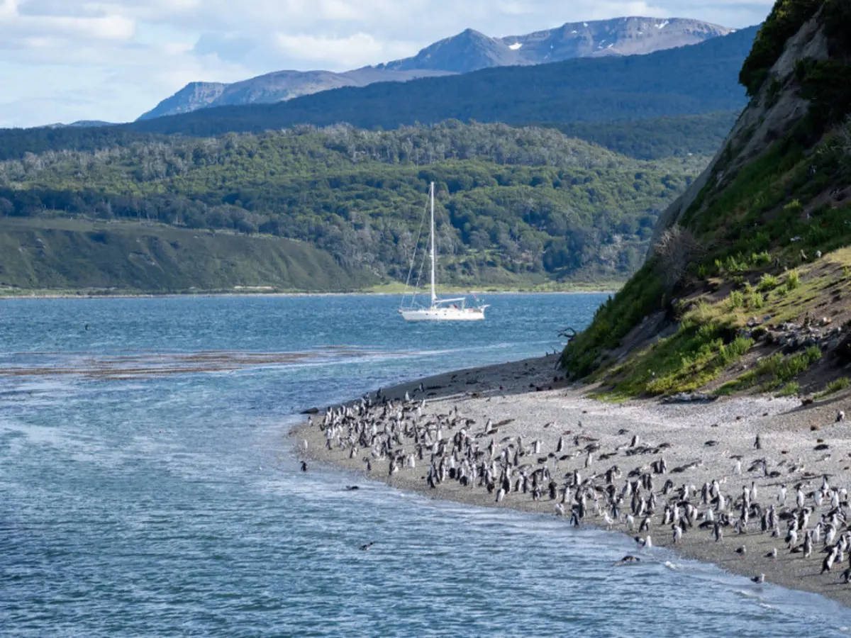 5-Day Ushuaia Penguin Season Tour (from October to March)