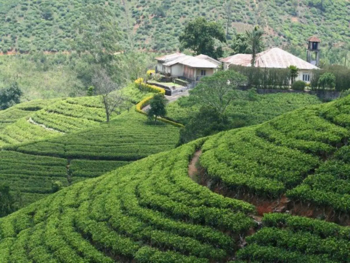 All in One Sri Lanka