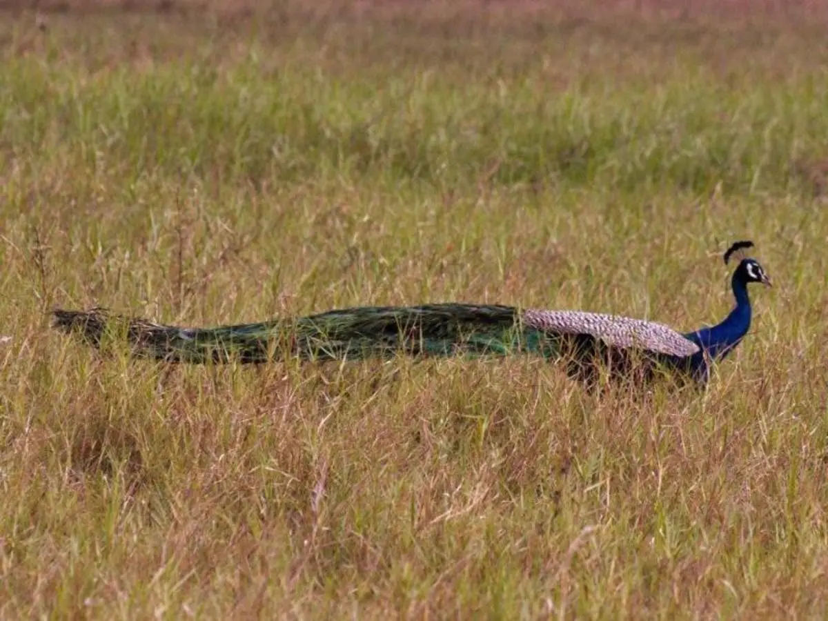 Leopards and Endemic Birds of Sri Lanka
