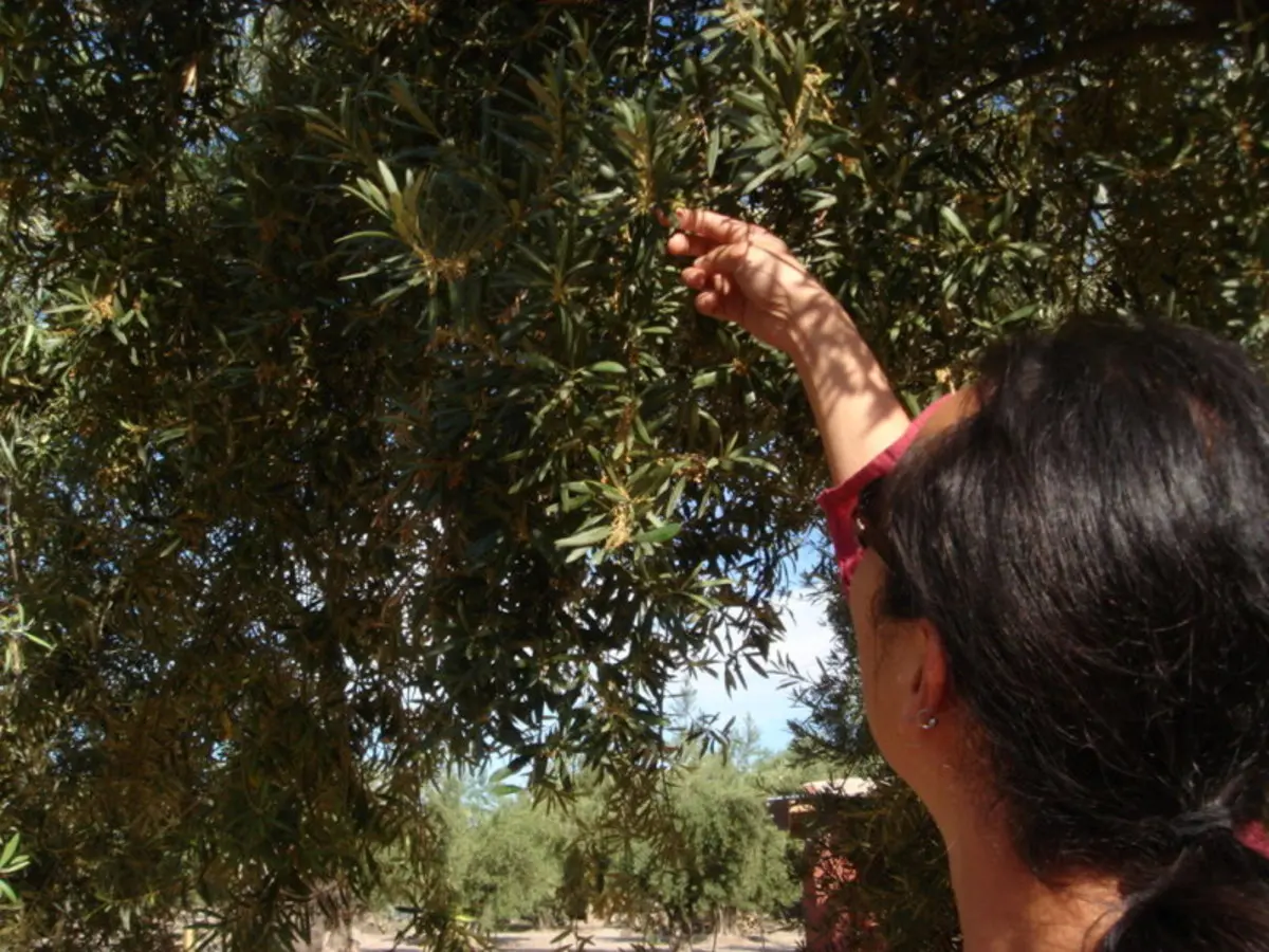 Experiencia de 4 días en la región vinícola de Mendoza