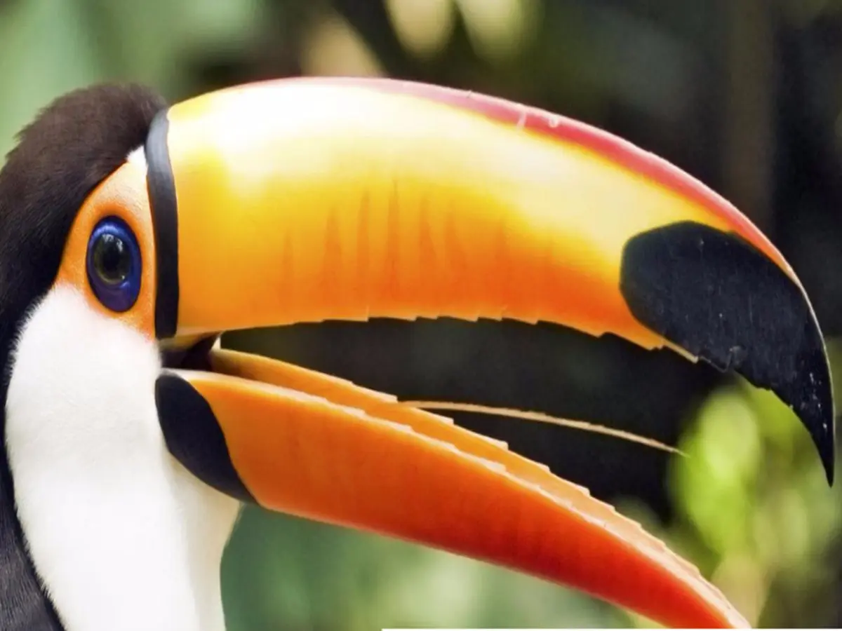 Treasures of Costa Rica