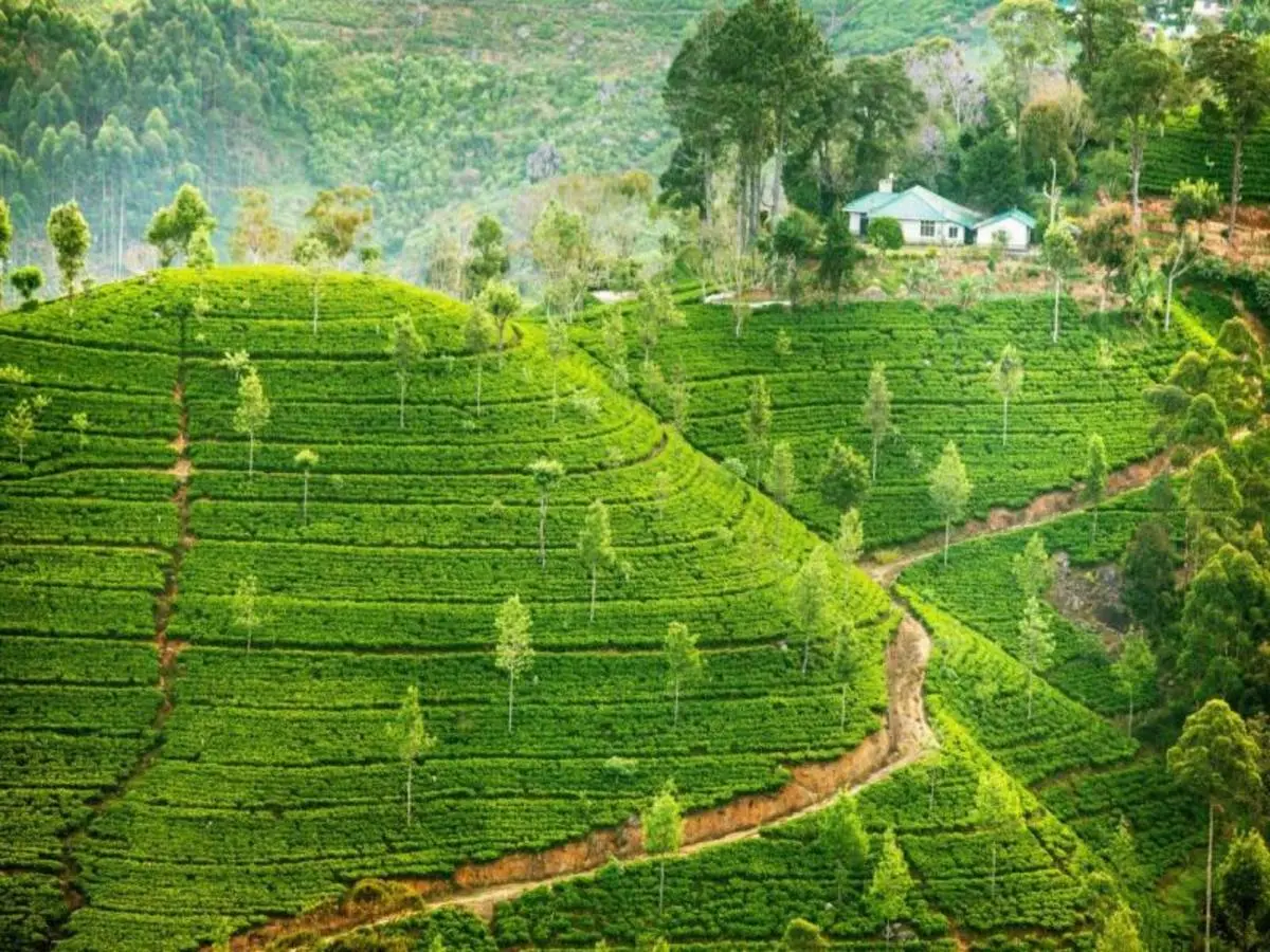 Sri Lanka, La Isla Encantada, guía español