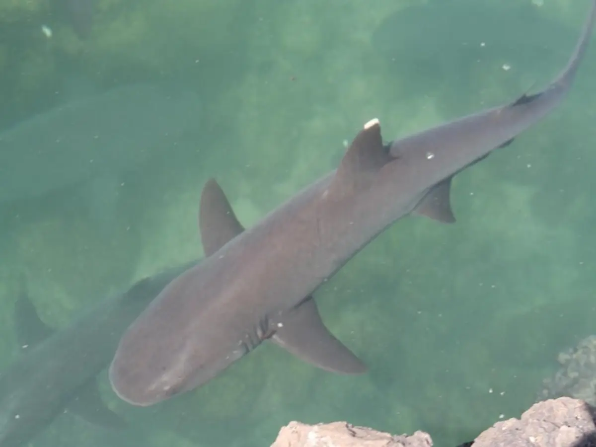 6-Day Galápagos Escape: Volcano Trails & Wildlife Encounters