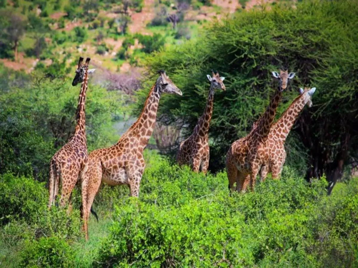 Kilimanjaro to Mombasa, Private Tour