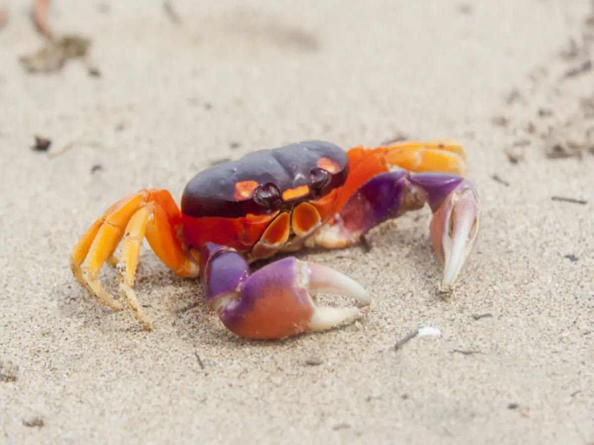 Playas y Naturaleza con Tambor