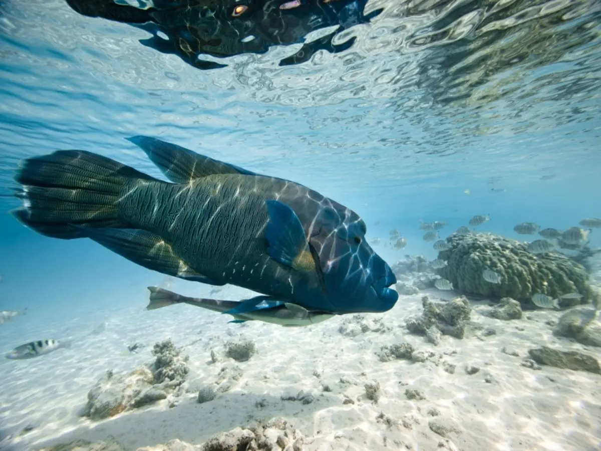 Semplicemente Mauritius, tour privato (hotel 5* solo per adulti)