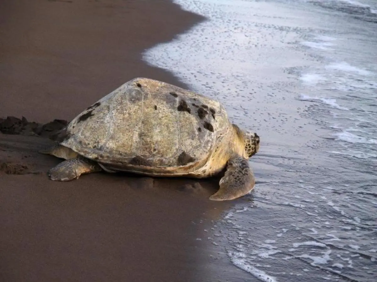 Into the Wild: A Costa Rican Escape, Self-drive
